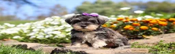 Miniature Schnauzer dogs for sale: Kelly - Ad 5
