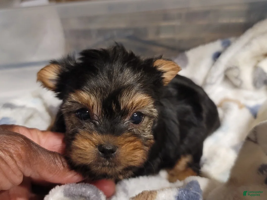 Yorkshire Terrier dogs for sale: Adorable - Ad 6