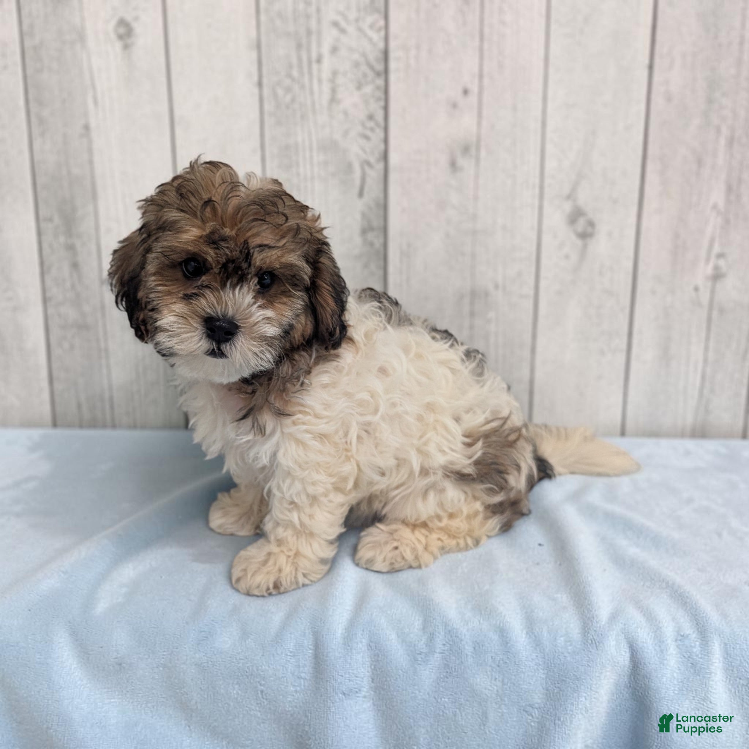 Shihpoo dogs Theo - Ad 2
