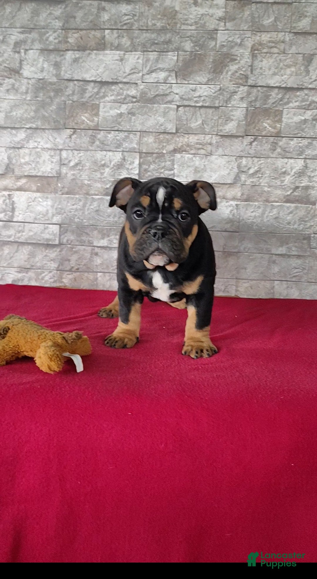 English Bulldog dogs English Bulldog Puppy 1 - Ad 25