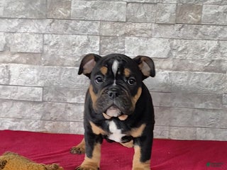 English Bulldog dogs English Bulldog Puppy 1 - Ad 25