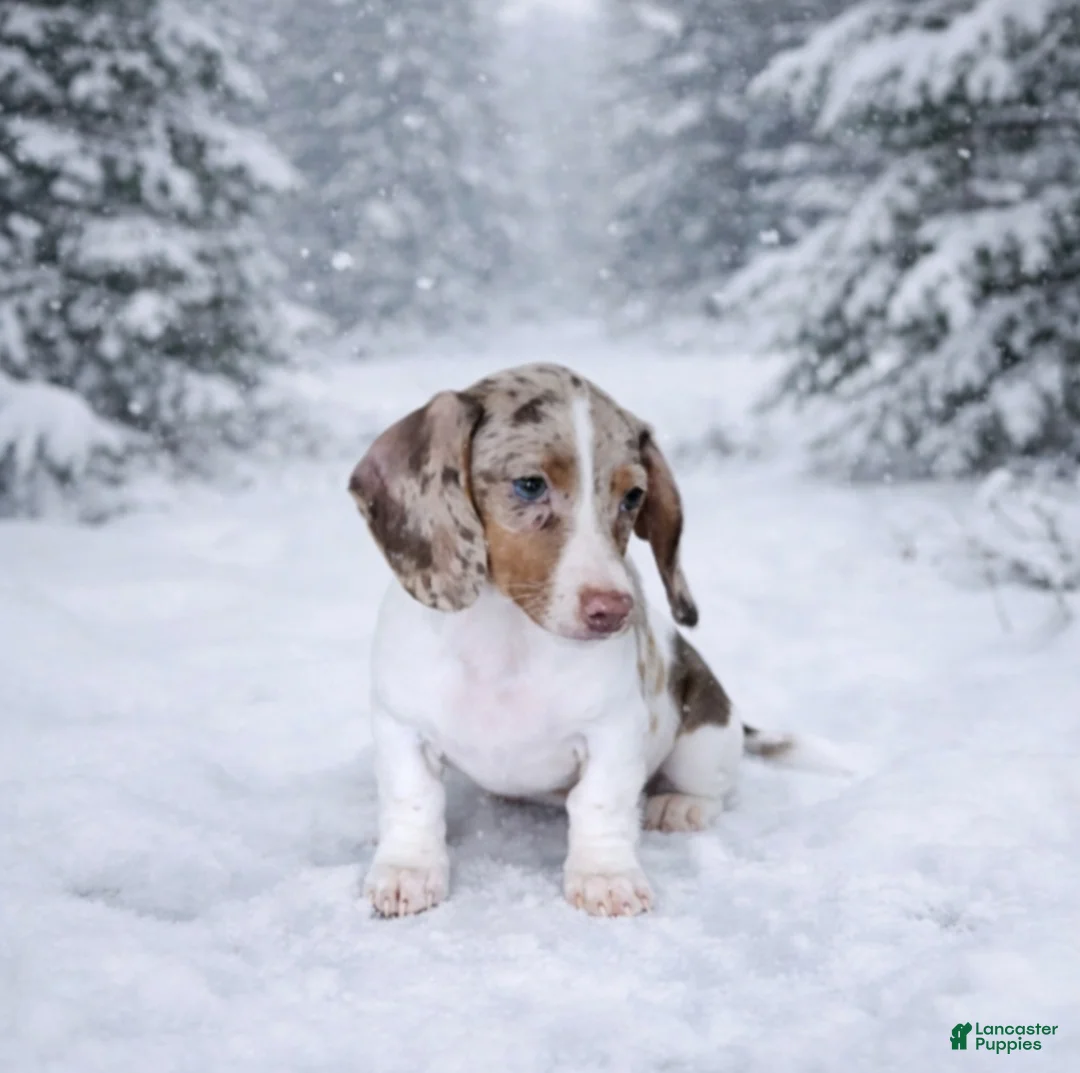 Miniature Dachshund dogs for sale: Miniature Dachshund Puppy 2 - Ad 1