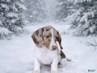 Miniature Dachshund dogs Miniature Dachshund Puppy 2 - Ad 23