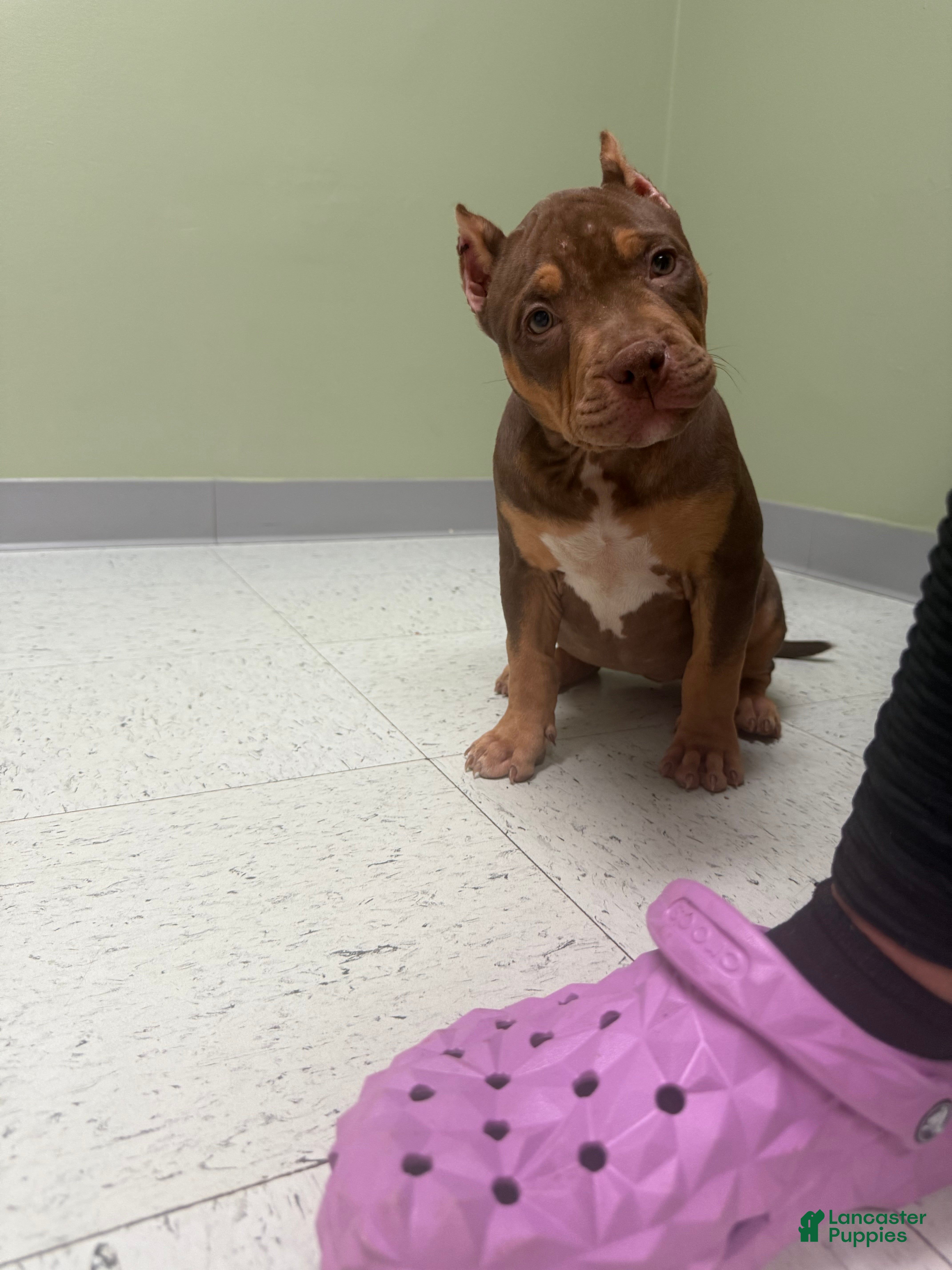 American Bully dogs Xl American Bully - girl  - Ad 39