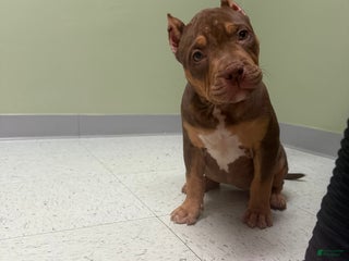 American Bully dogs Xl American Bully - girl - Ad 37