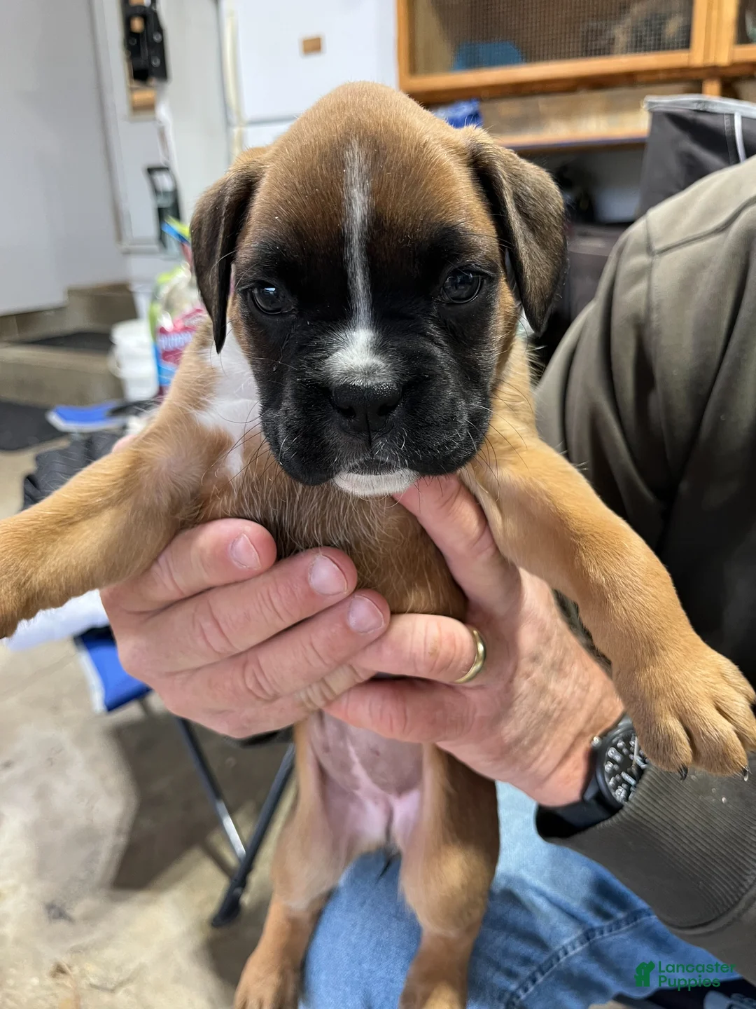 Boxer dogs for sale: Boxer Puppy 4 - Ad 1