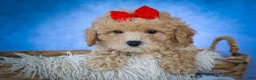 Bichpoo dogs for sale: Nixie🩷  - Ad 4