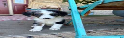 Mini Bernedoodle dogs for sale: Domino - Ad 3