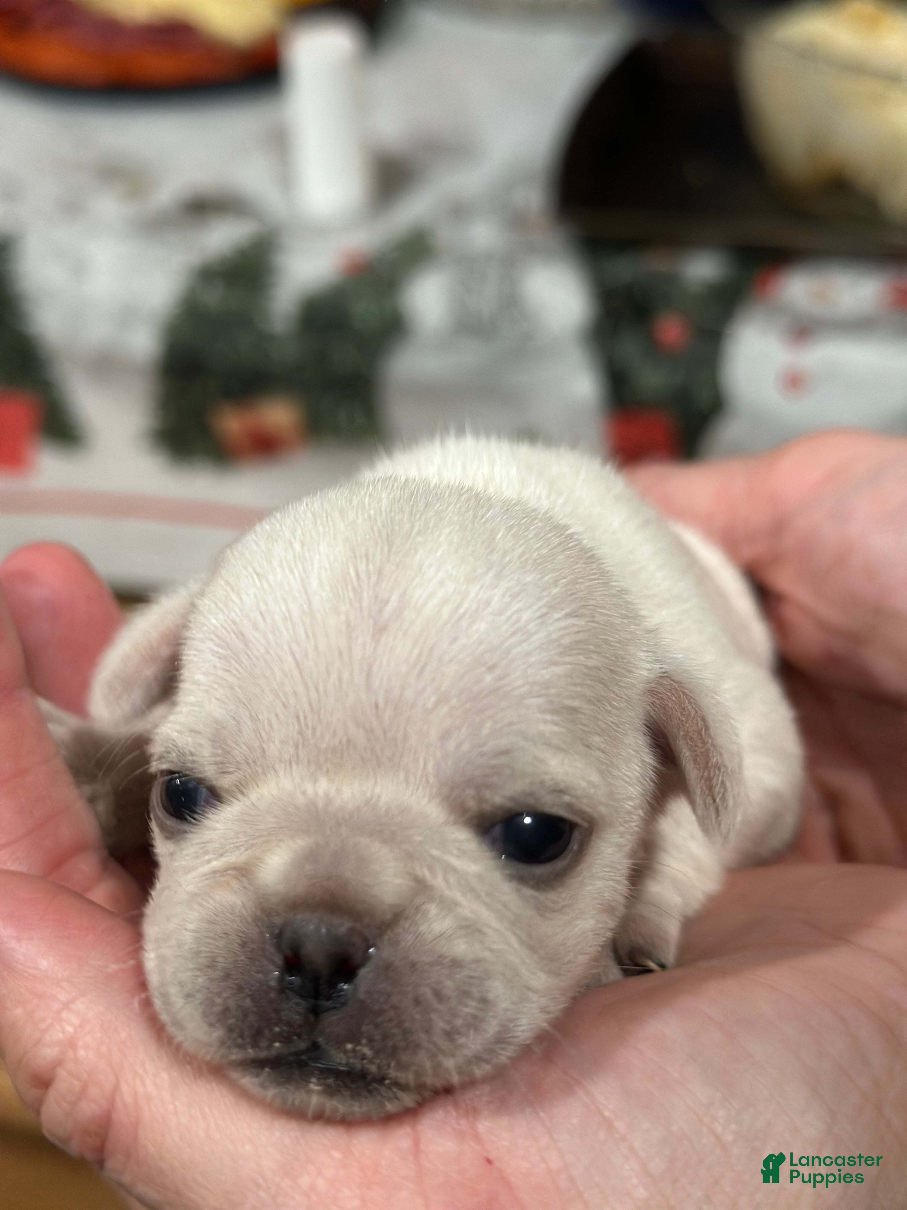 Pug dogs snowflake  - Ad 41