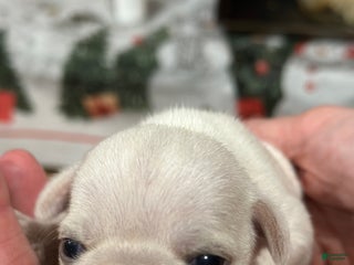 Pug dogs snowflake - Ad 42