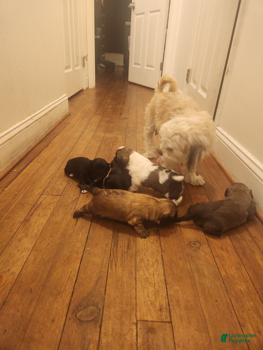 Shih Tzu dogs for sale: Shih Tzu Puppy 2 - Ad 2