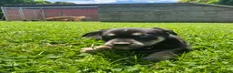 Goberian dogs for sale: Archer - Ad 5
