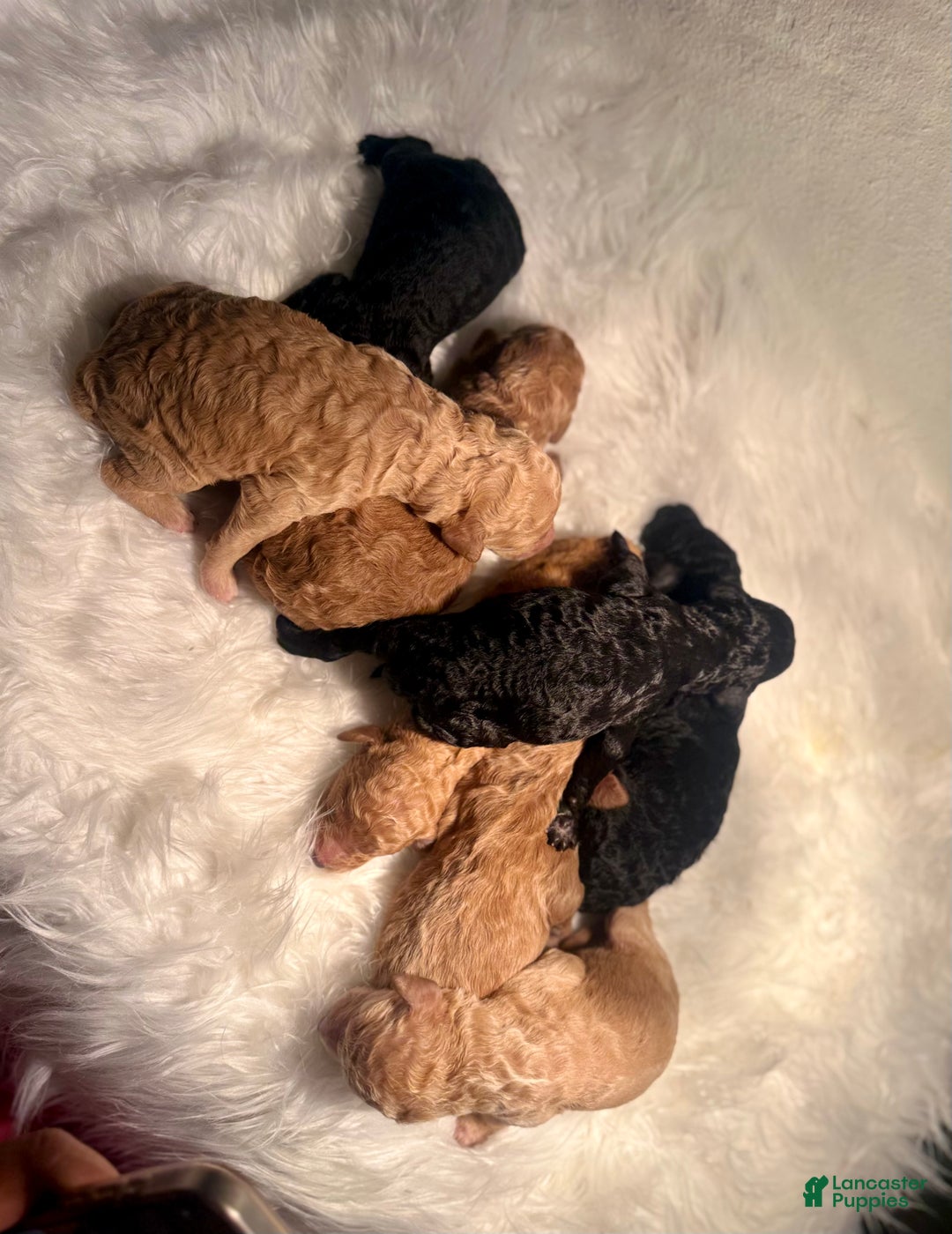 Standard Poodle dogs for sale: Standard Poodle Puppy 6 - Ad 26