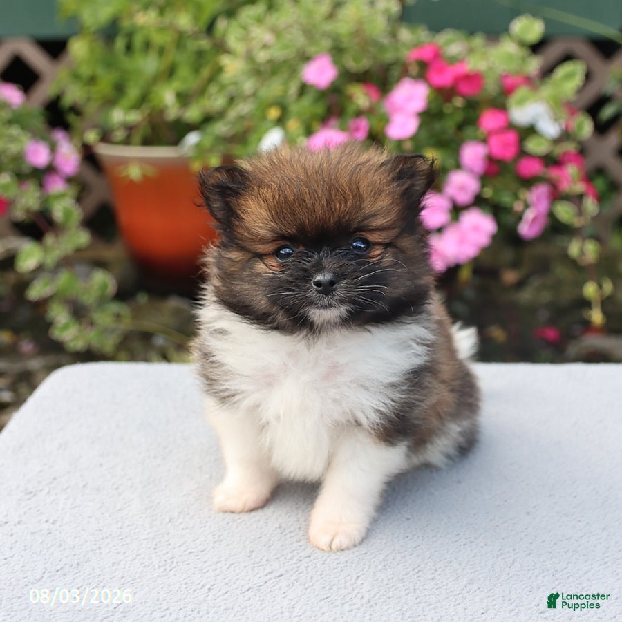 Pomeranian dogs Sugar - Ad 1