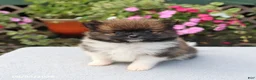Pomeranian dogs for sale: Sugar - Ad 1
