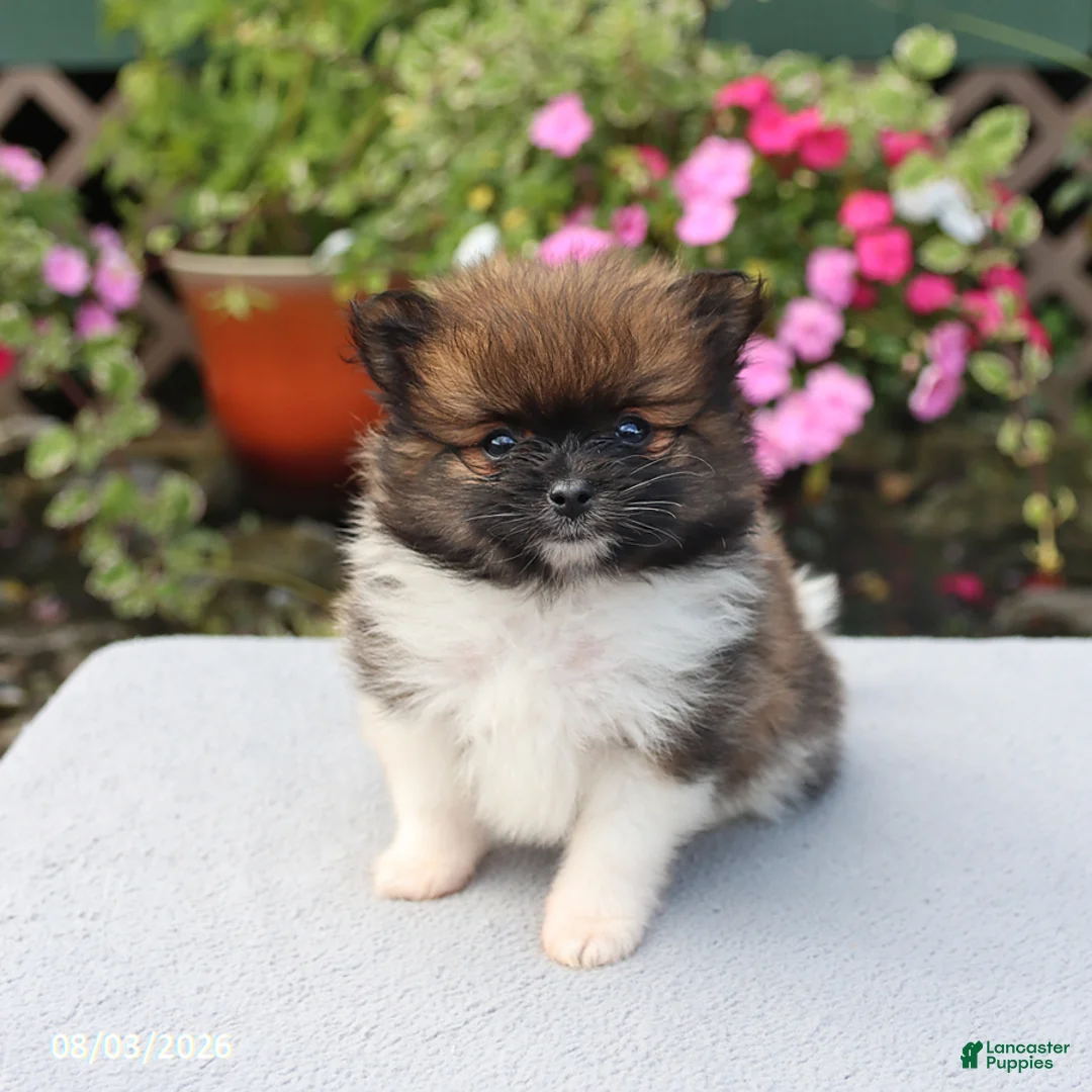 Pomeranian dogs for sale: Sugar - Ad 1
