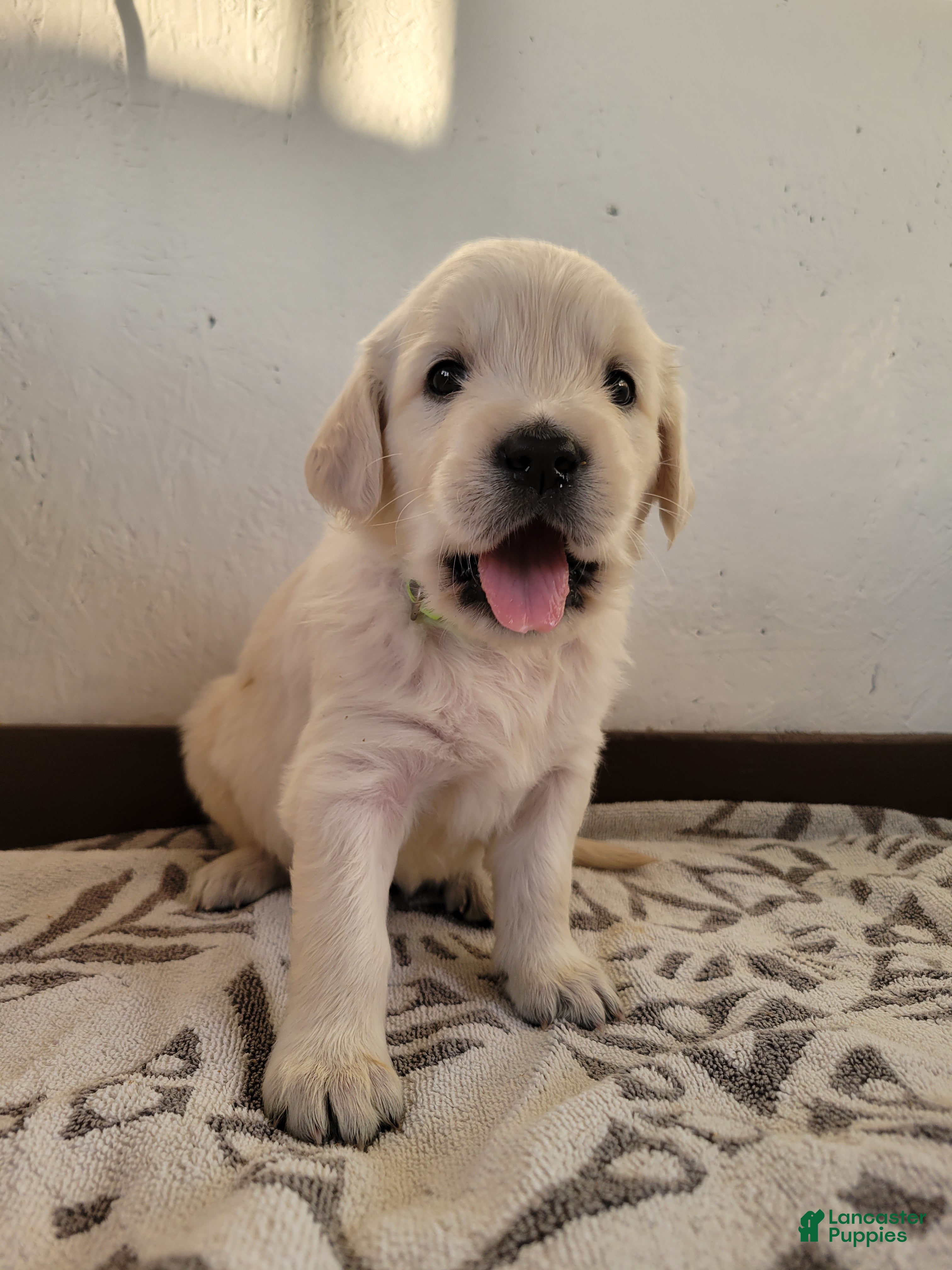 Golden Retriever dogs Trix - Ad 1