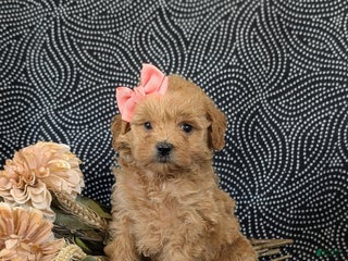 Cockapoo dogs Aurora Hypoallergenic - Ad 34