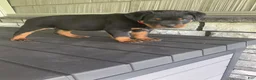 Rottweiler dogs for sale: Rottweiler 1 - Ad 2
