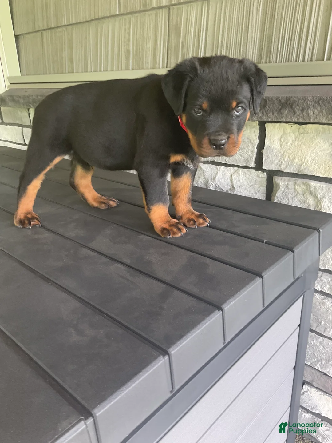 Rottweiler dogs for sale: Rottweiler 1 - Ad 2