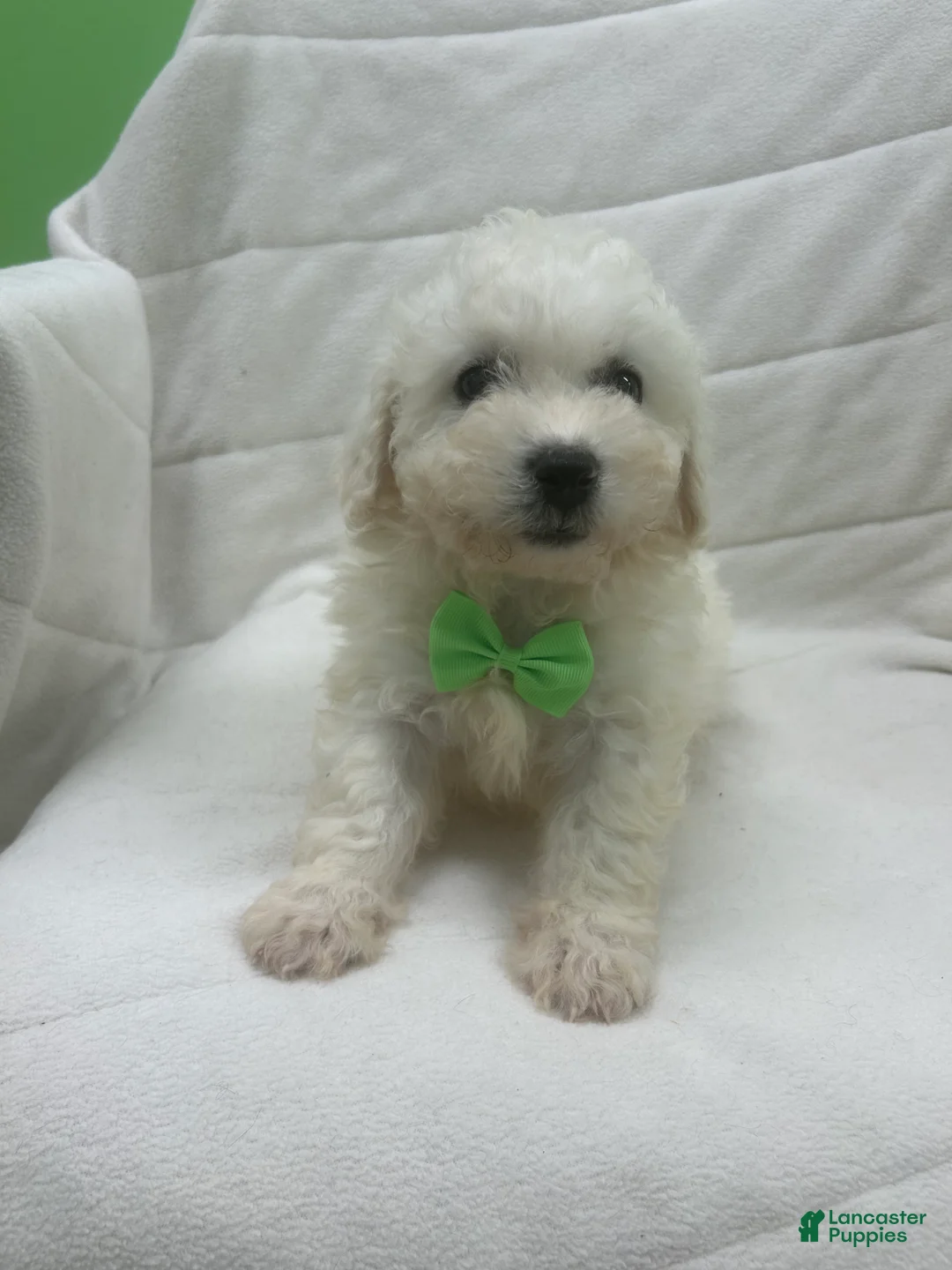 Bichon Frise dogs for sale: Bichon Frise Puppy 1 - Ad 2