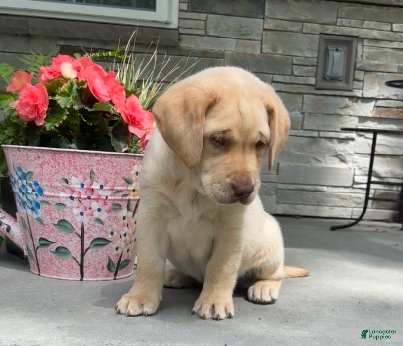Labrador Retriever dogs Prince - Ad 1