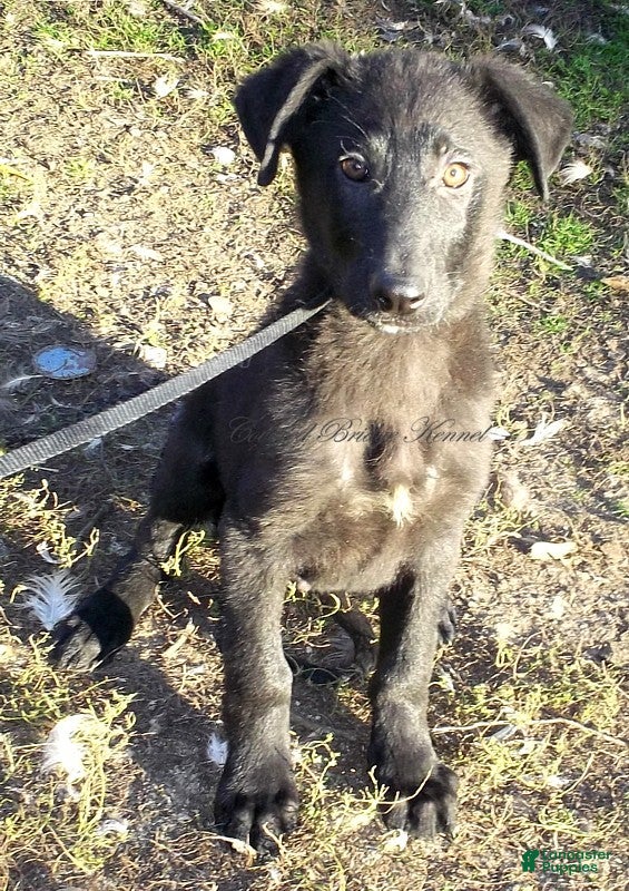 German Shepherd dogs for sale: Ace - Ad 33