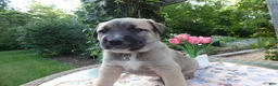 Cane Corso dogs for sale: Cane Corso Puppy 1 Sampson - Ad 3