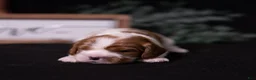Cavalier King Charles Spaniel dogs for sale: Harmony - Ad 3
