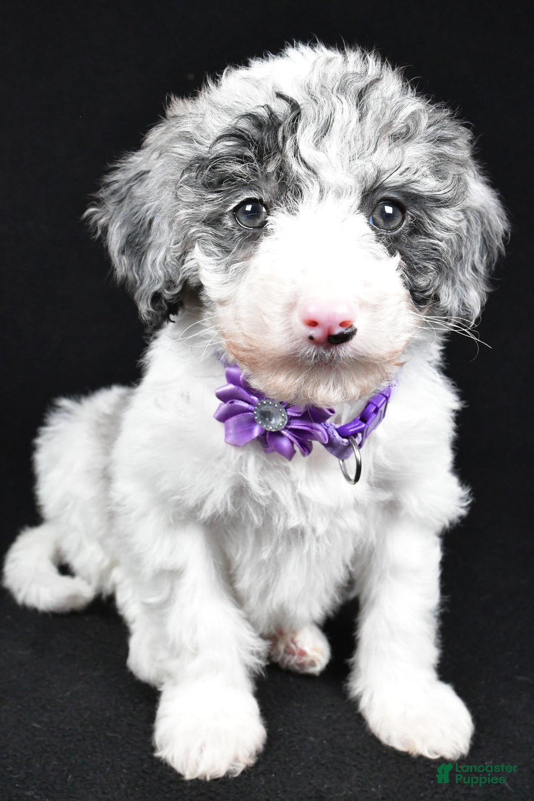 Sheepadoodle dogs for sale: Clover - Ad 8
