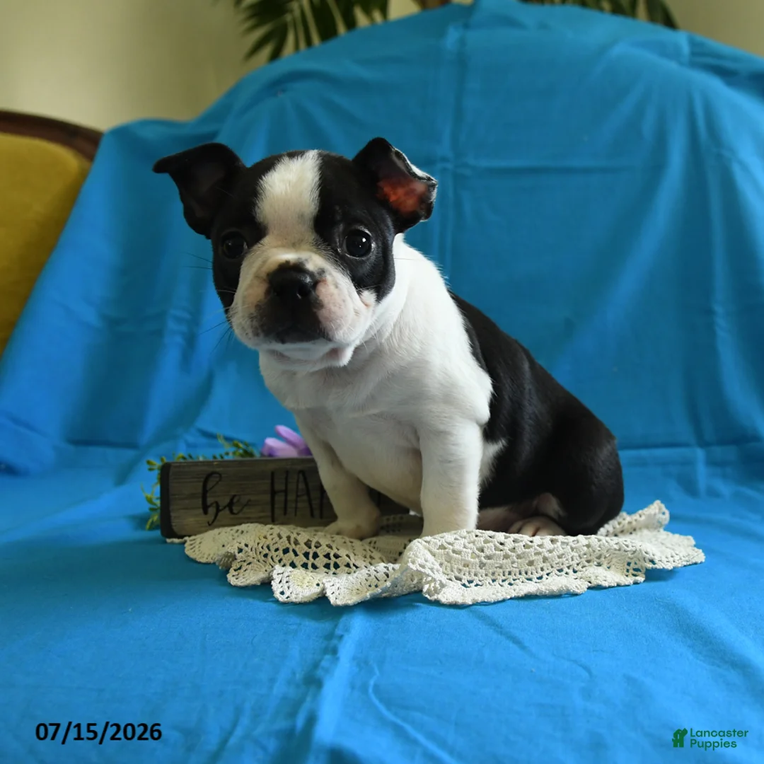 Boston Terrier dogs for sale: Viola - Ad 1