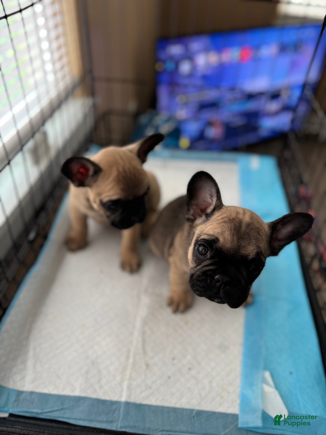 French Bulldog dogs for sale: French Bulldog Puppy 1 - Ad 3