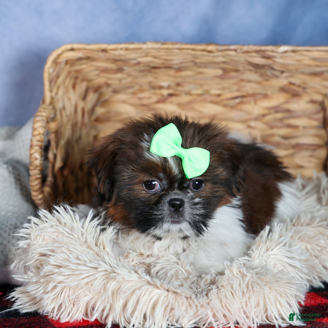 Shih Tzu dogs for sale: MARLEY - Ad 10