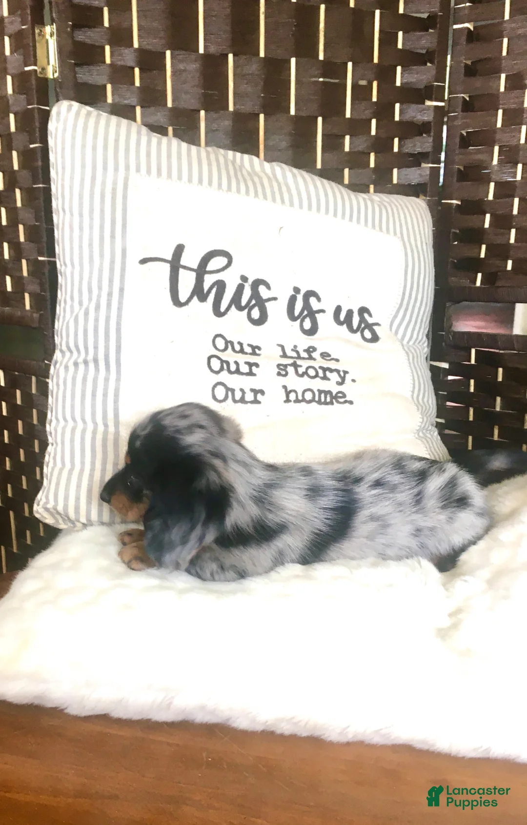 Dachshund dogs for sale: Oreo❤️Long Haired ACA Registered🐾 - Ad 2