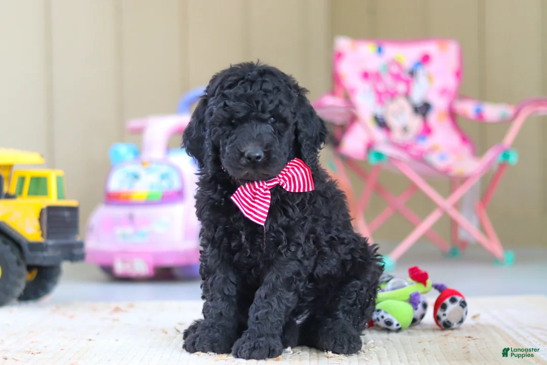 Newfypoo dogs for sale: Brady - Ad 2