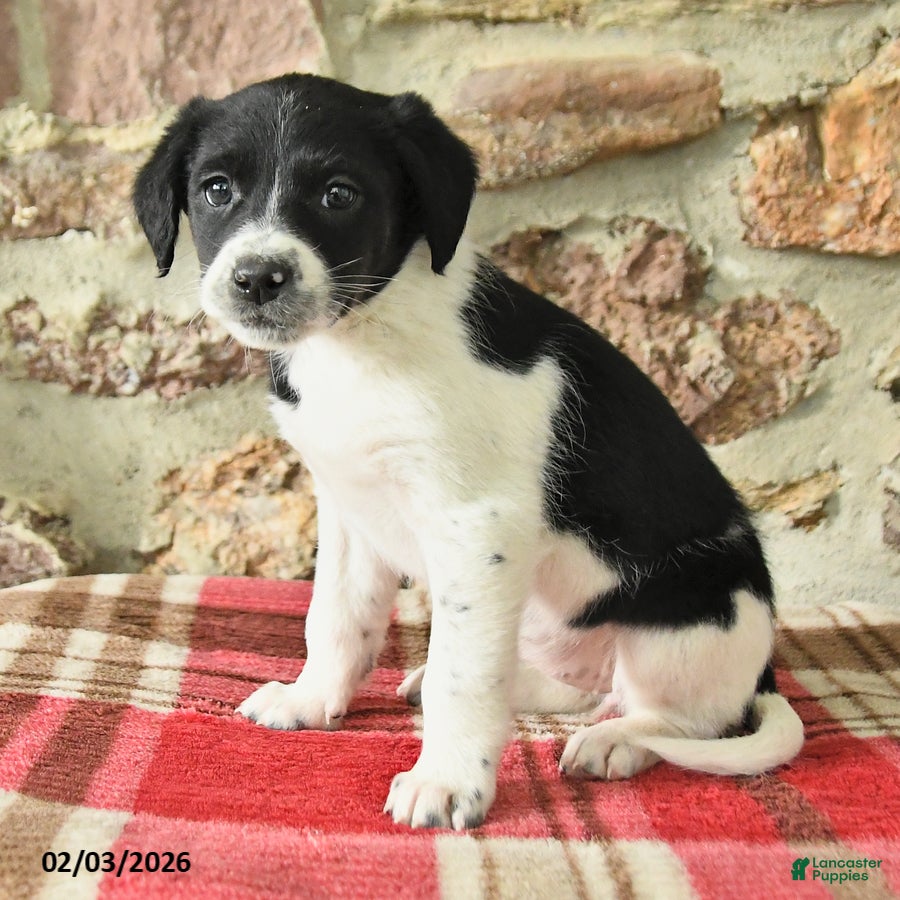 Mixed Breed dogs Tara - Ad 2