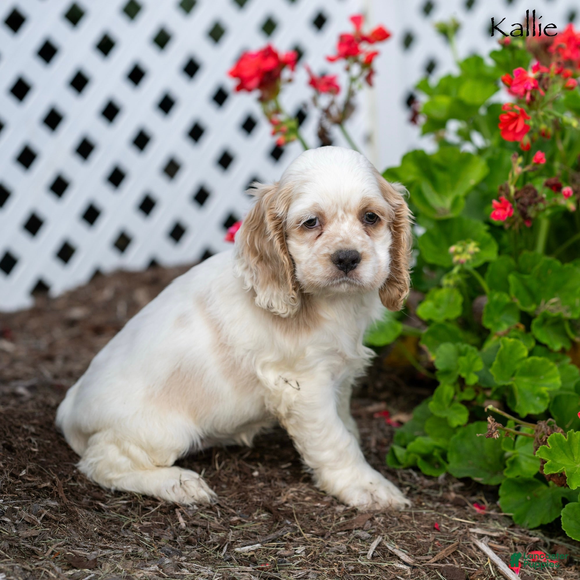Cocker Spaniel dogs Kallie - Ad 1