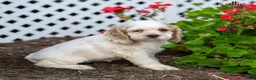 Cocker Spaniel dogs for sale: Kallie - Ad 1