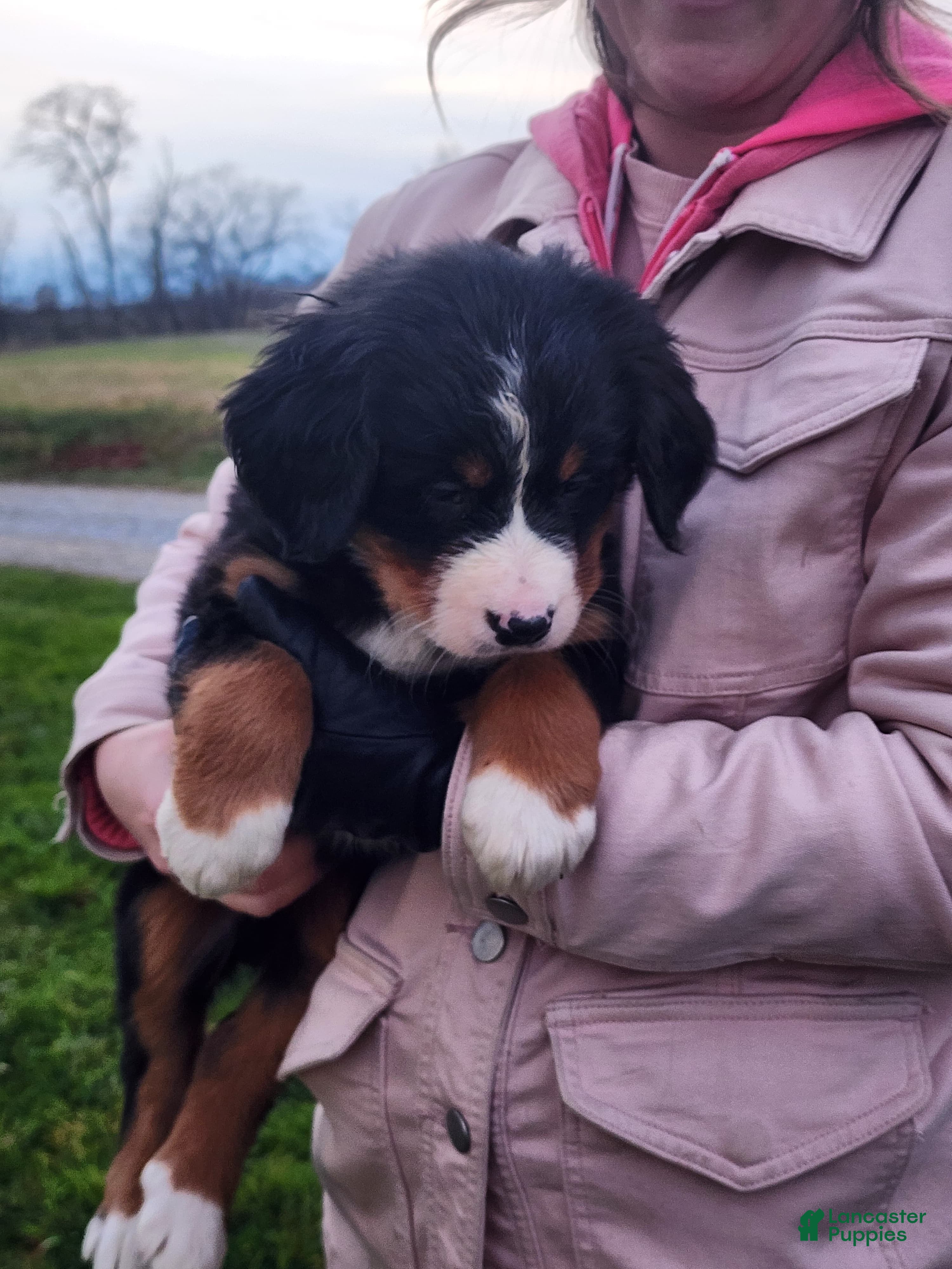Bernese Mountain Dog dogs Bonnie  - Ad 5