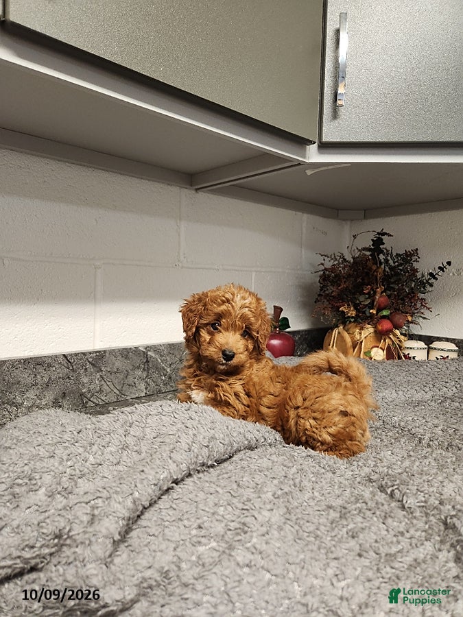 Mini Goldendoodle dogs Brooke - Ad 1
