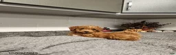 Mini Goldendoodle dogs for sale: Brooke - Ad 3