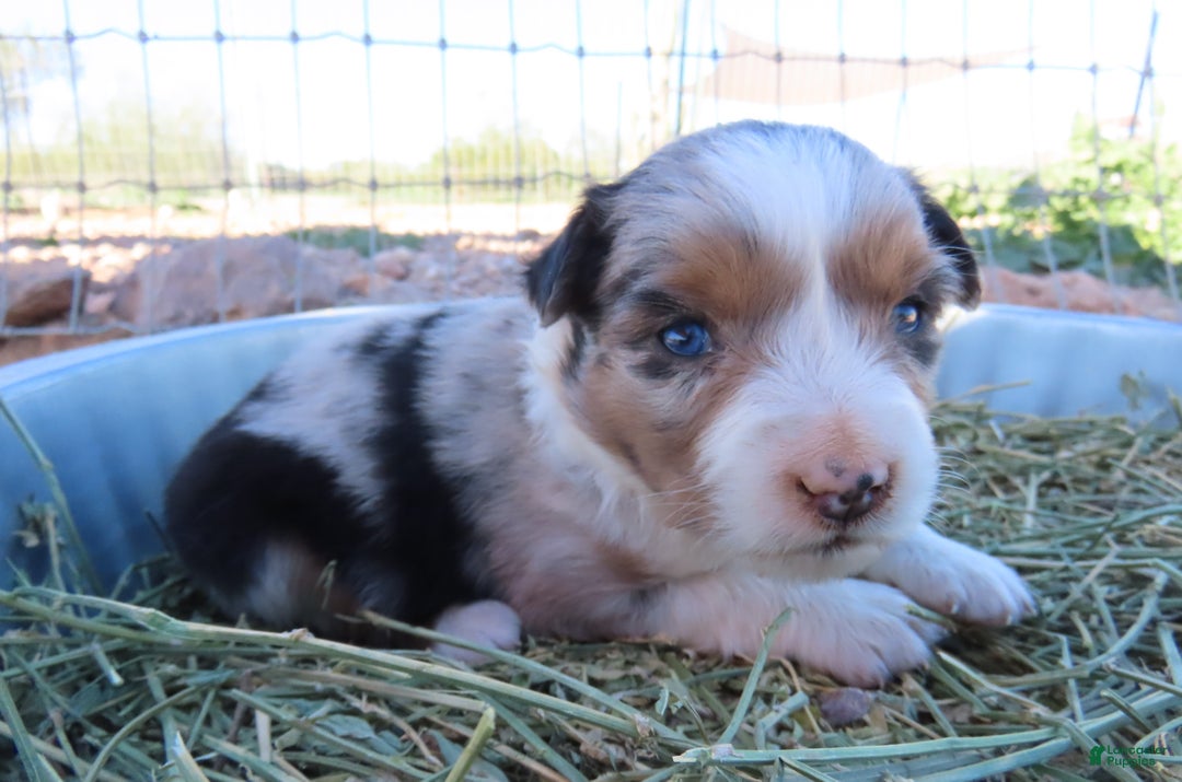 Miniature Australian Shepherd dogs for sale: Blue merle girl with blue eyes - Ad 6