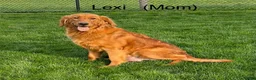 Mini Goldendoodle dogs for sale: Duke ❤️😘 - Ad 14