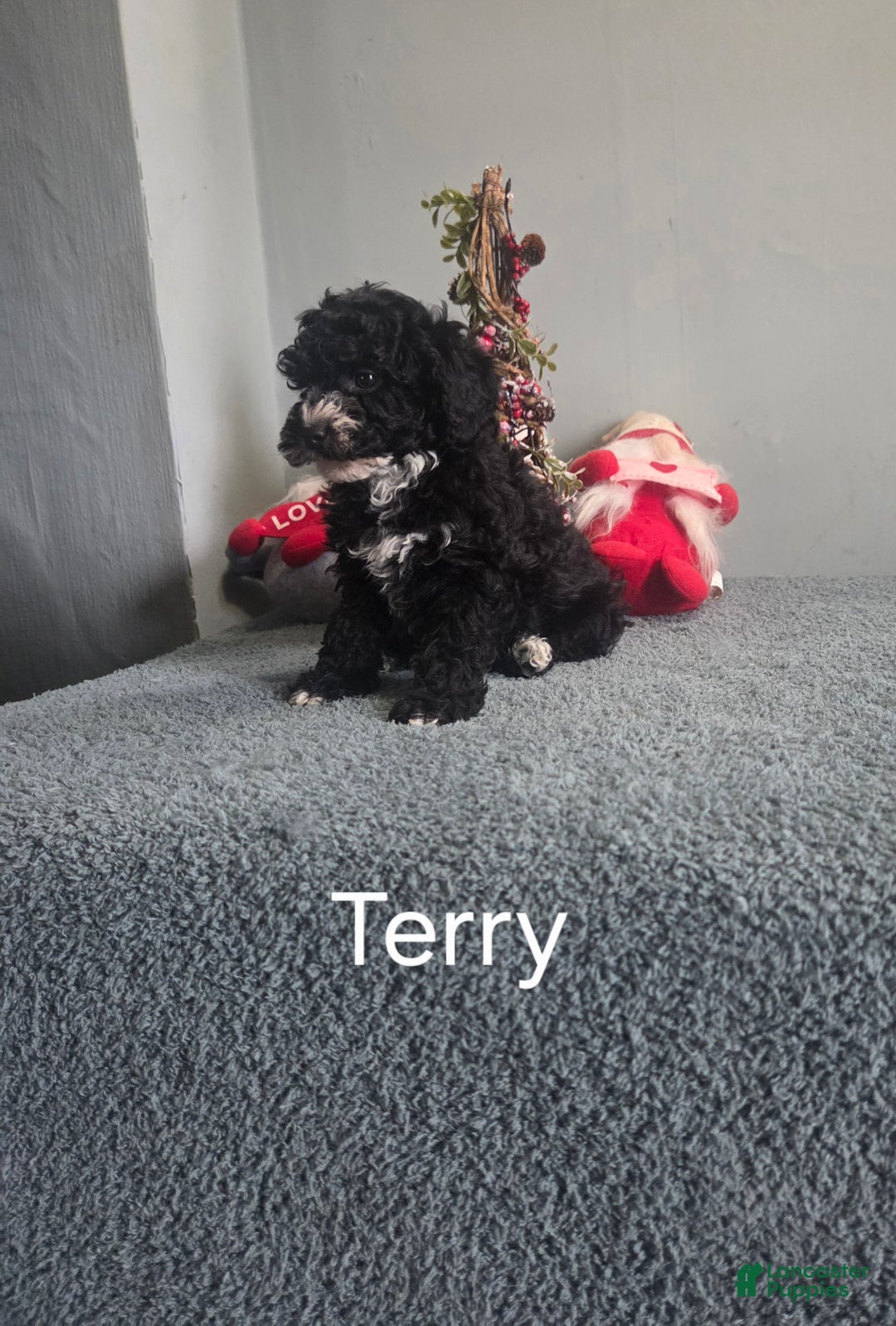 Cavapoo dogs for sale: Terry - Ad 6