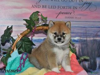 Shiba Inu dogs Bobby - Ad 19