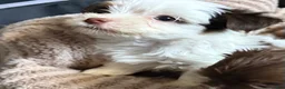 Yorkshire Terrier dogs for sale: Cookies and Cream - Ad 1