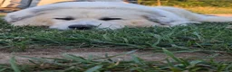 Great Pyrenees dogs for sale: Lily  - Ad 18