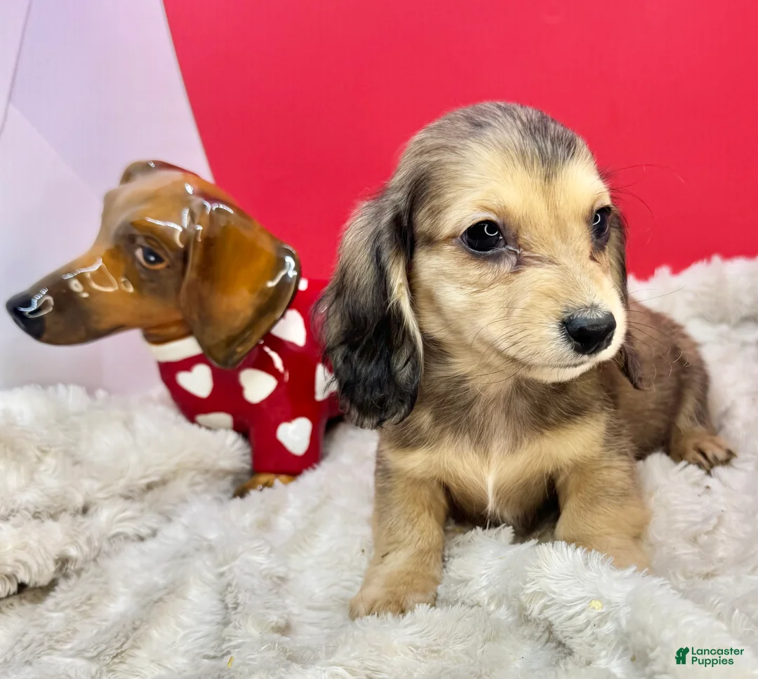 Miniature Dachshund dogs for sale: Eng cream dapple - Ad 3