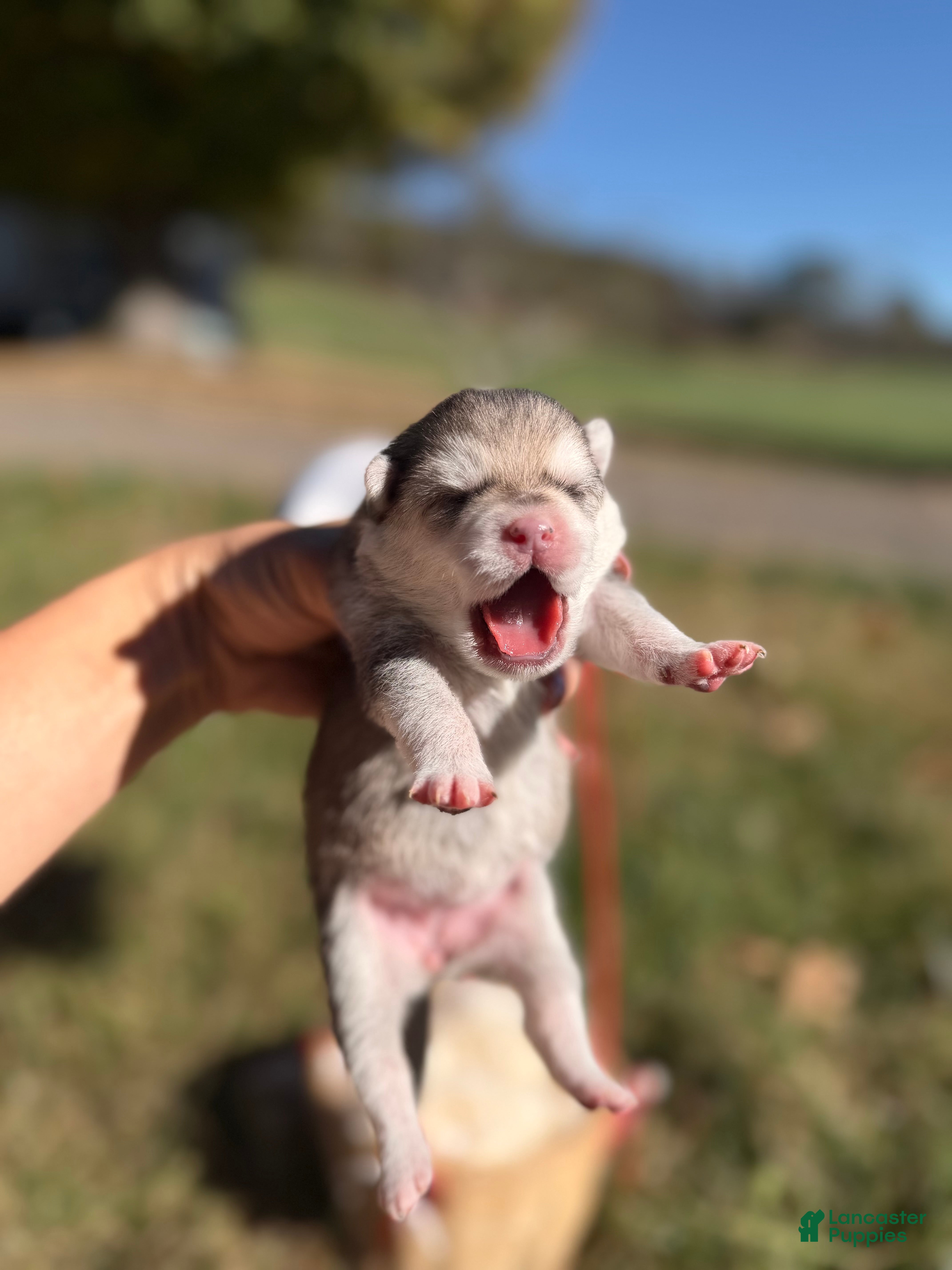 Pomsky dogs for sale: Pomsky 6 - Ad 2