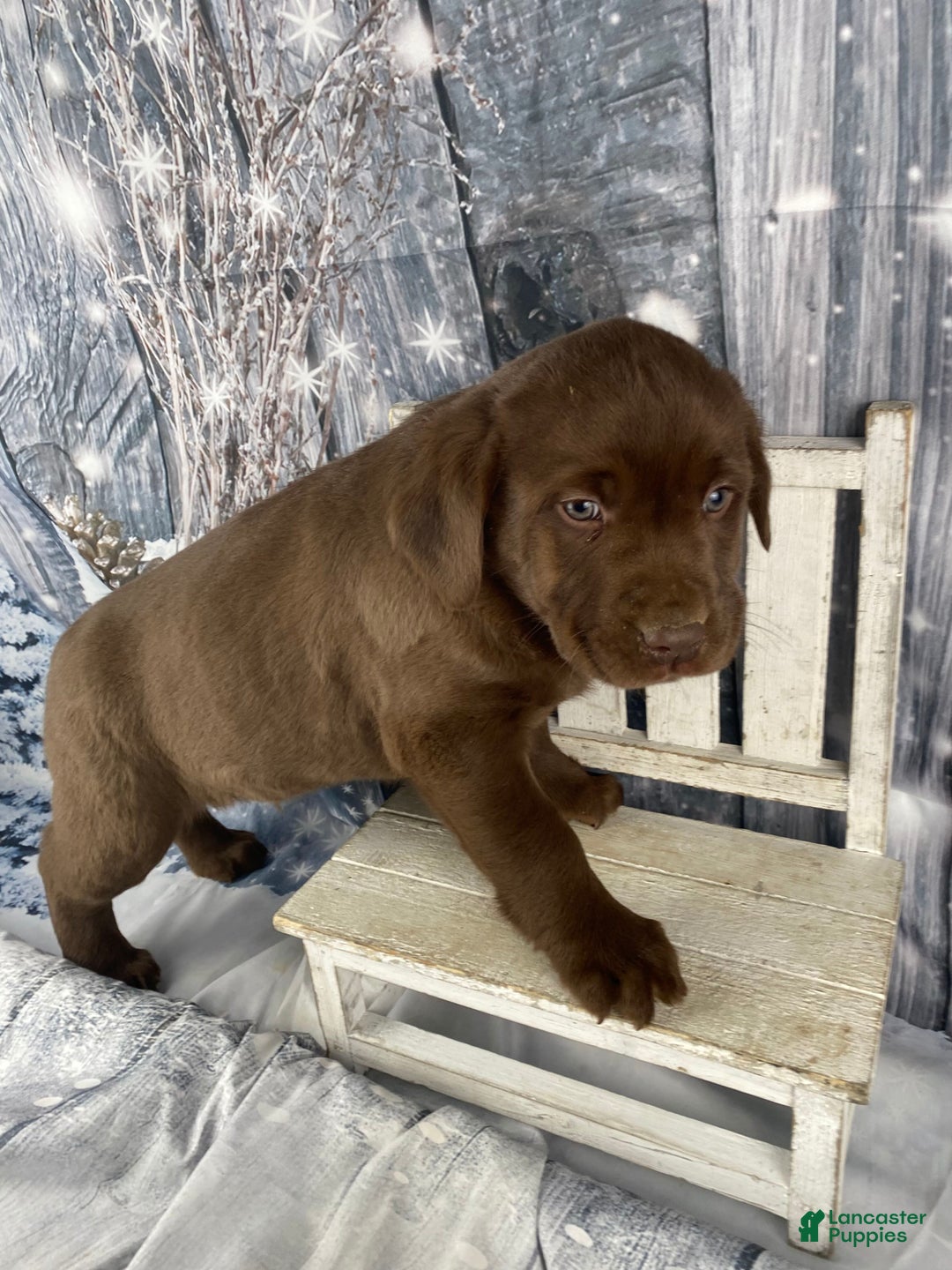 Labrador Retriever dogs for sale: Ace - Ad 7